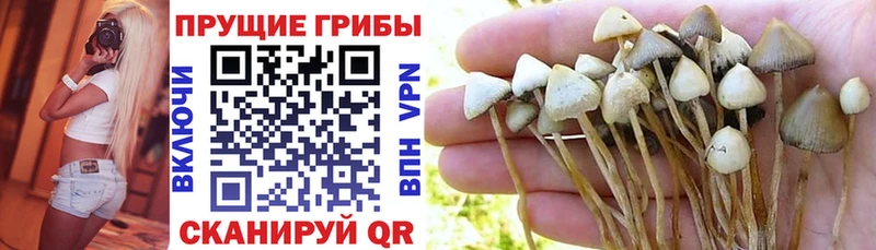 магазин продажи наркотиков  Терек  Псилоцибиновые грибы MAGIC MUSHROOMS 